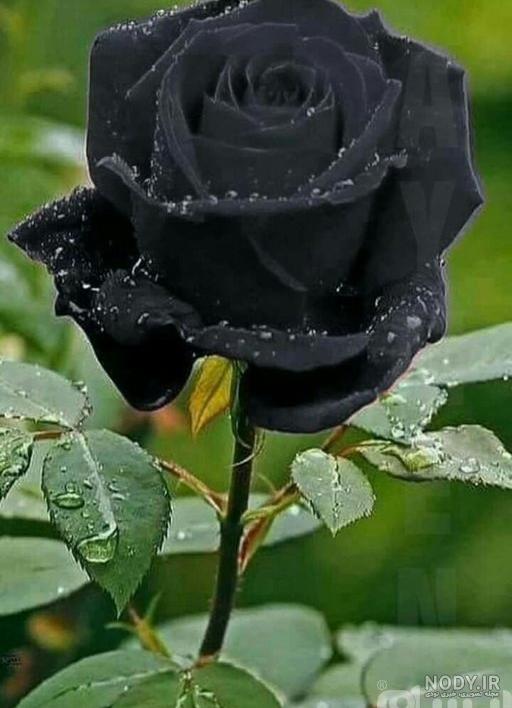 دسته گل رز مشکی