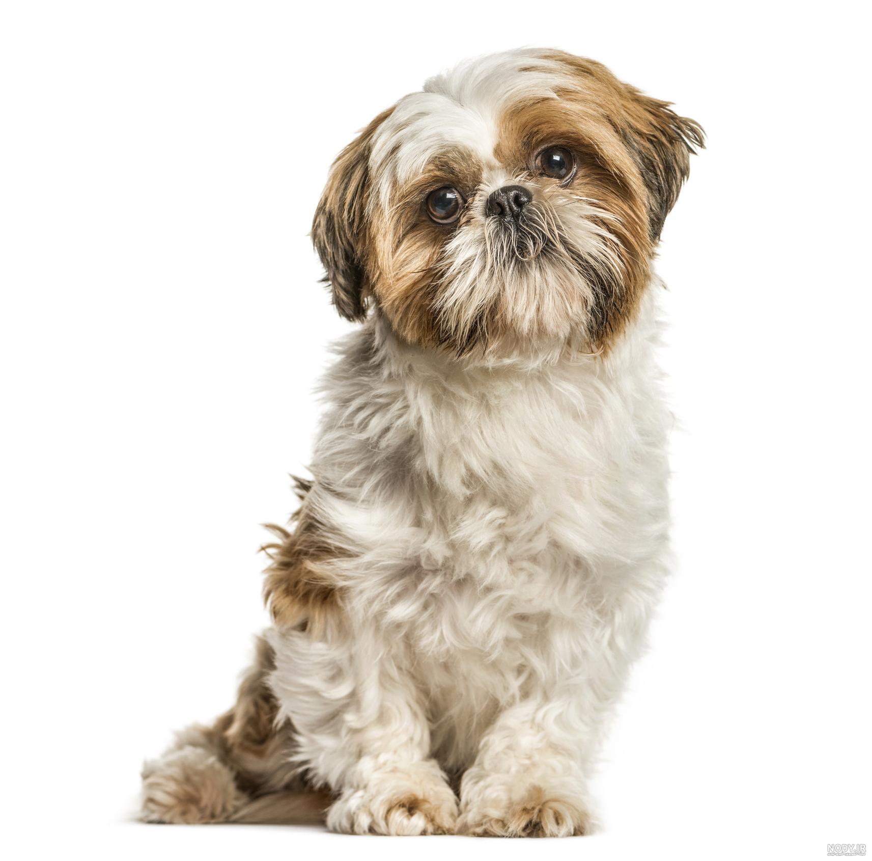 سگ نژاد canine