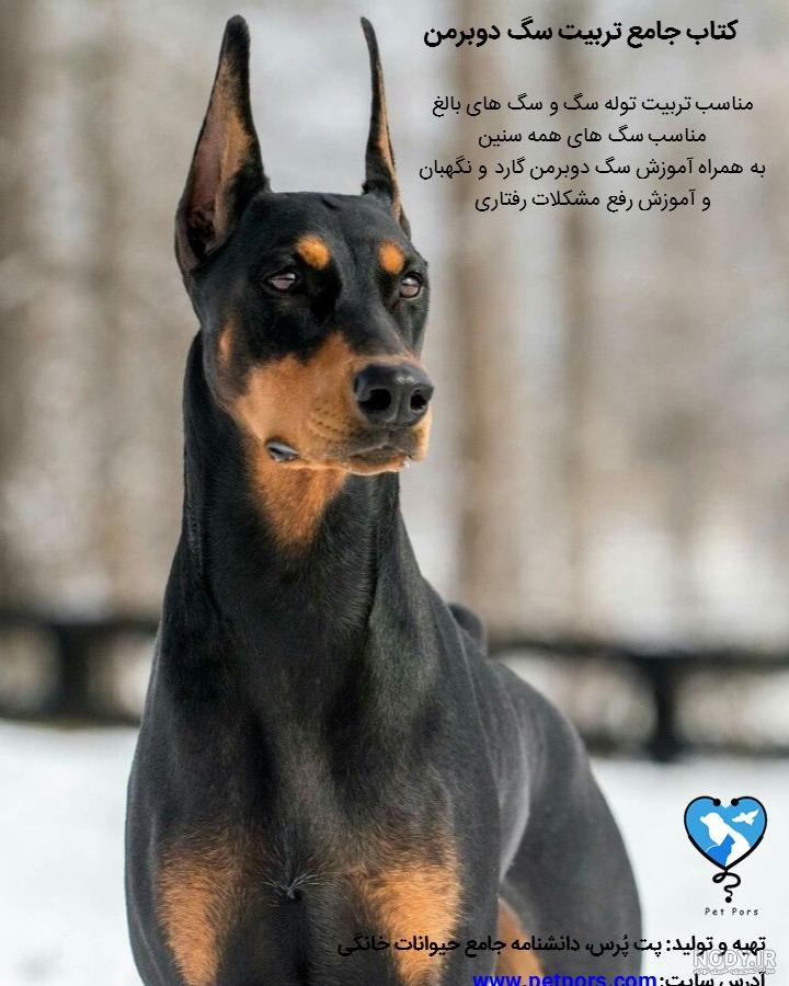 سگ چهار چشم ژرمن