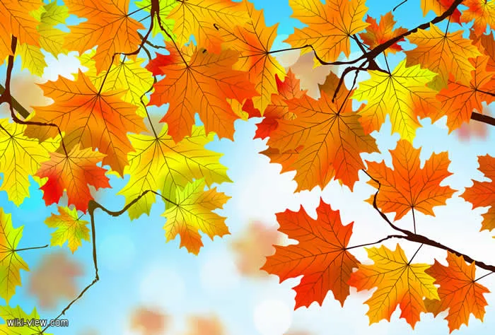 عکس برگ پاییزی برای پس زمینه