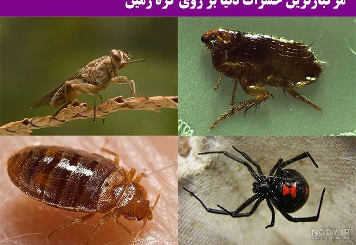 عکس حشرات وحشتناک عکس حشرات وحشتناک