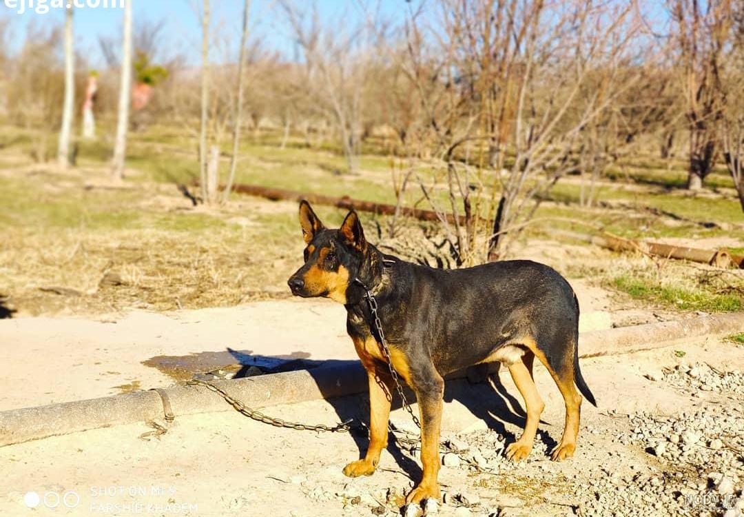 عکس سگ ایرانی