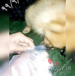 عکس سگ ترسناک