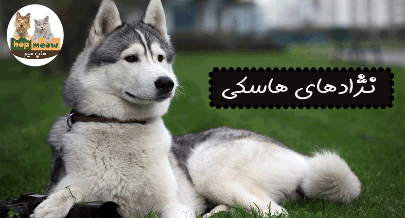 عکس سگ هاسکی پشمالو