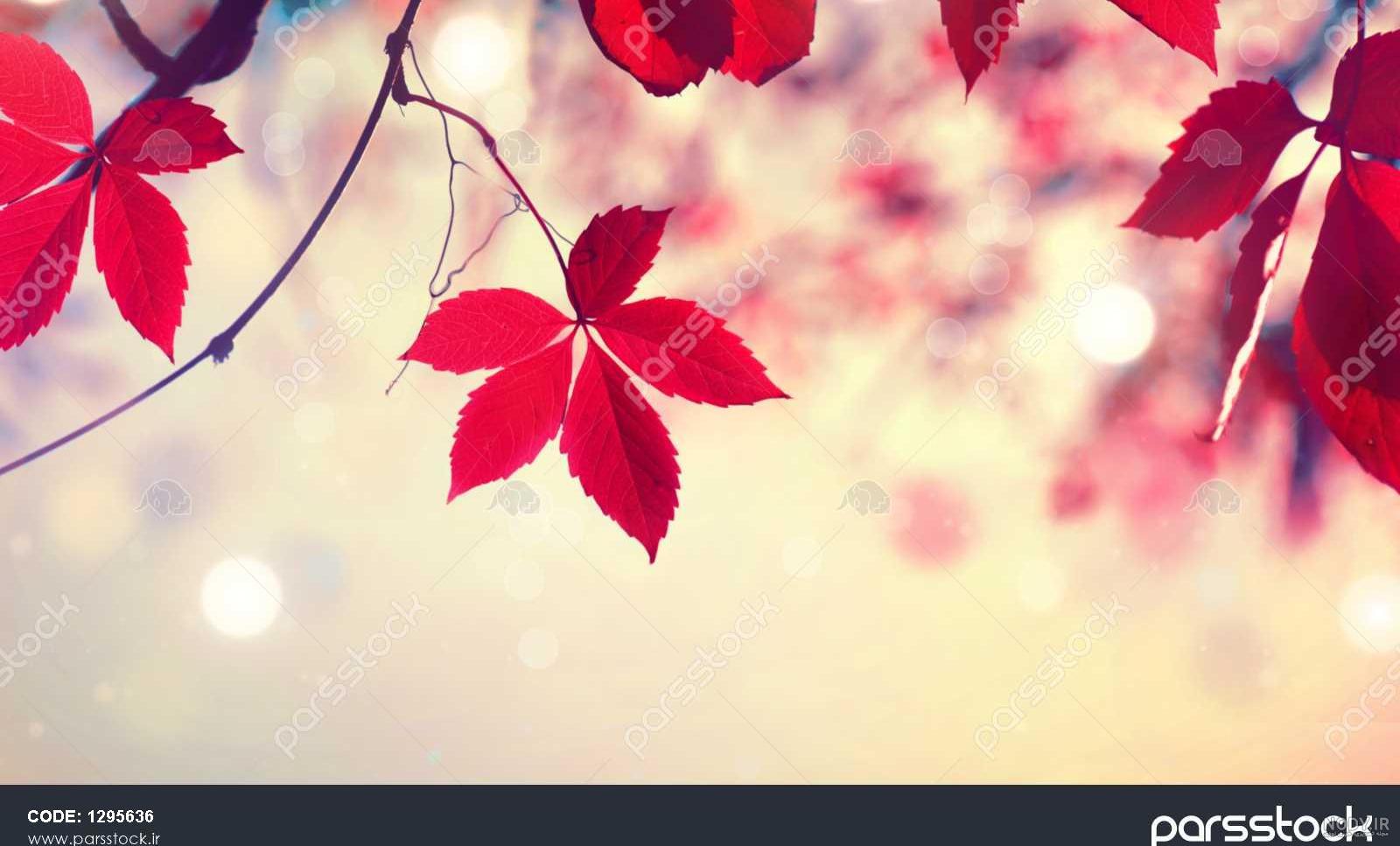 عکس والپیپر پاییز