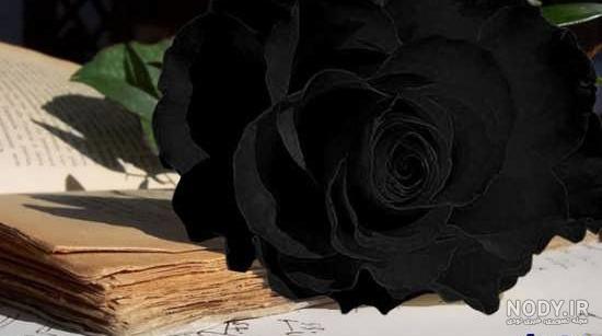 عکس گل مشکی برای تسلیت
