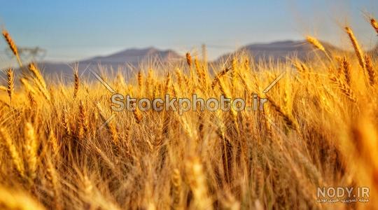 عکس گندم زار طلایی عکس گندم زار طلایی