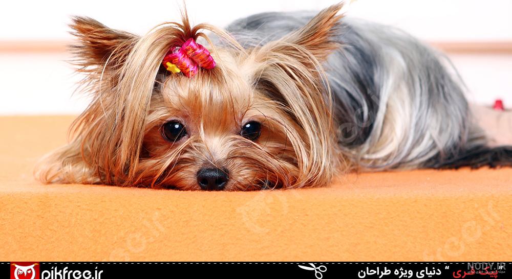 غذای یورکشایر تریر