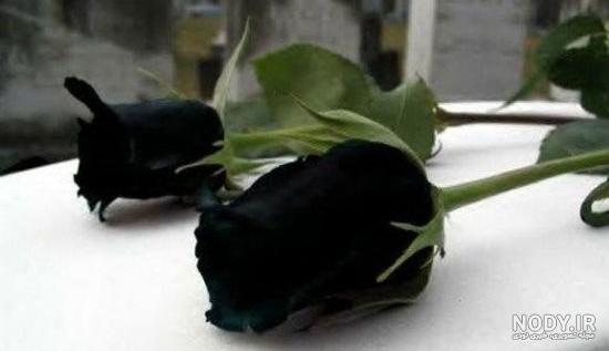 گل رز مشکی طبیعی