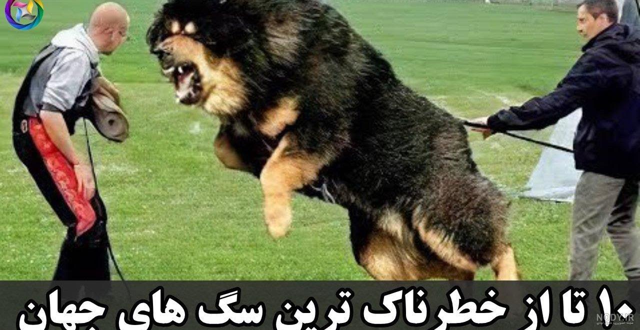 جنگ سگ ژرمن با خرس