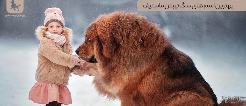سگ ماستیف تبتی دعوا