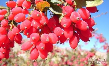 طرز تهیه زرشک کوهی لرستان