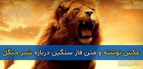 عکس بچه شیر عکس بچه شیر