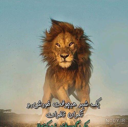 عکس شیر آتشین عکس شیر آتشین
