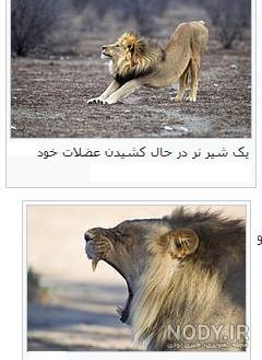 عکس شیر ایرانی زیبا عکس شیر ایرانی زیبا