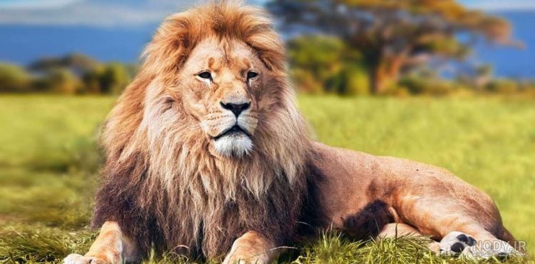 عکس شیر در حال غرش عکس شیر در حال غرش