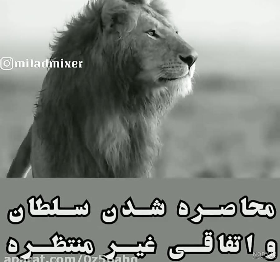 عکس شیر قرمز عکس شیر قرمز