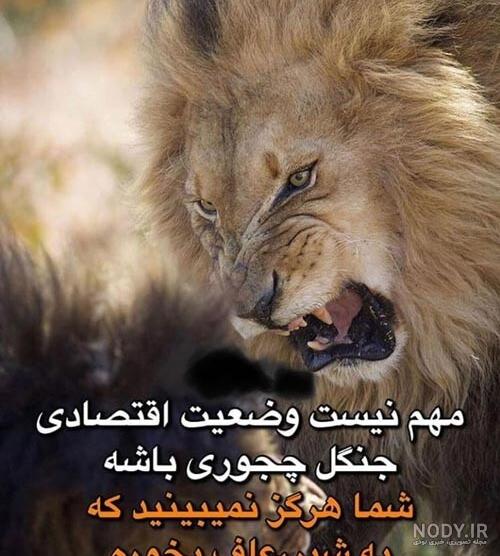عکس شیر وحشی با متن