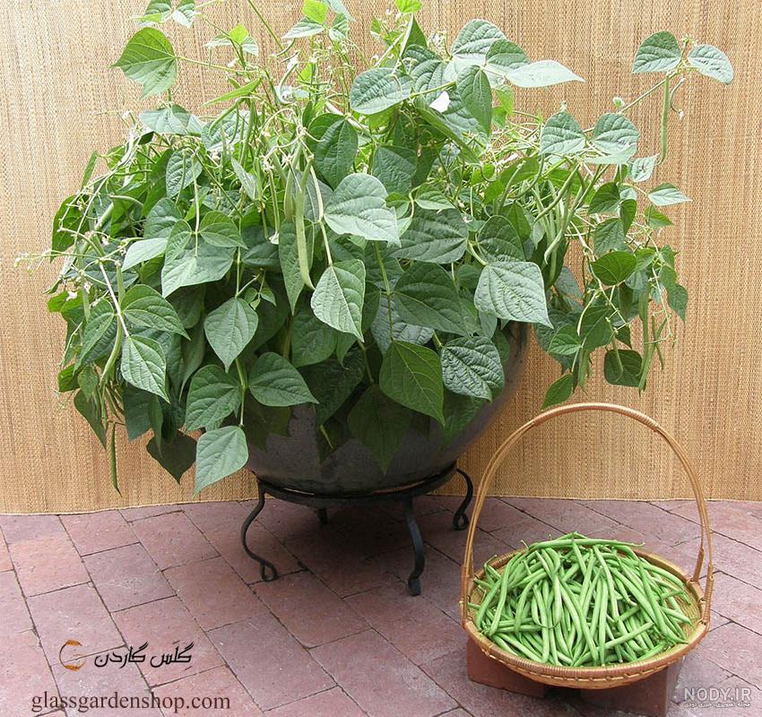 عکس مراحل کاشت لوبیا عکس مراحل کاشت لوبیا