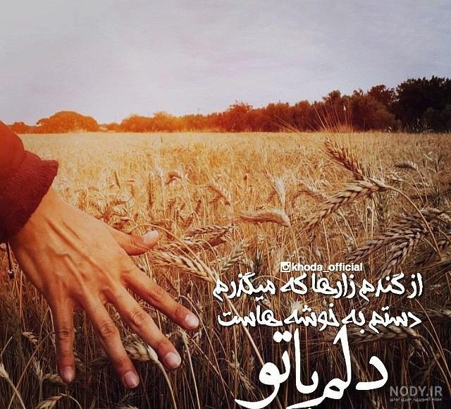 عکس نوشته گندم زار