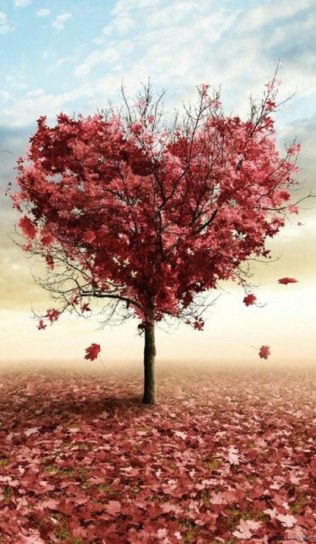 عکس پاییز دلگیر
