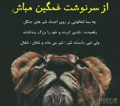 عکس پروفایل شیر وحشی با متن عکس پروفایل شیر وحشی با متن