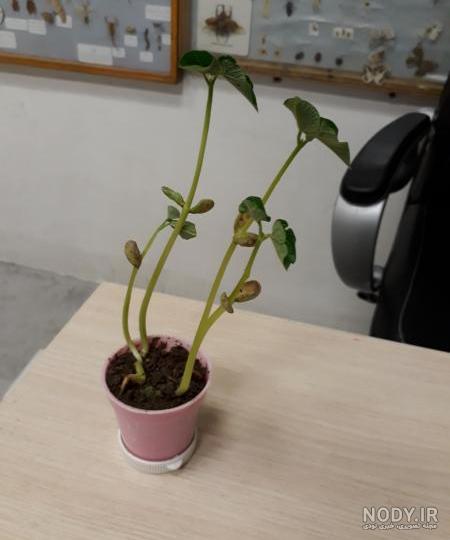 عکس کاشت لوبیا کلاس دوم عکس کاشت لوبیا کلاس دوم