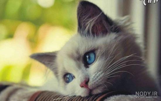 عکس گربه شرک وقتی مظلومه