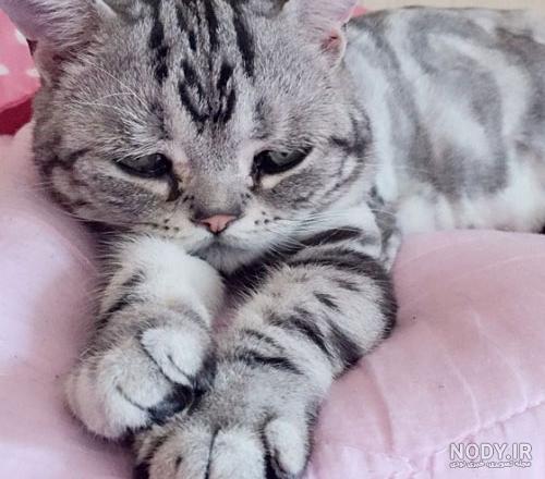 عکس گربه غمگین