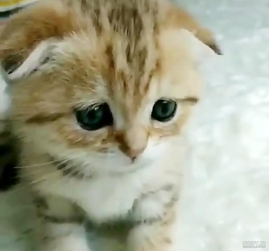 عکس گربه مظلوم شرک