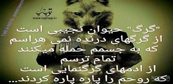عکس گرگ وحشتناک واقعی