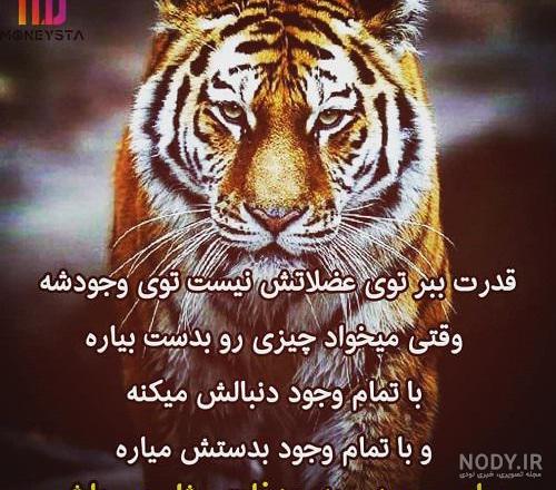 عکس گرگ وحشی زیبا