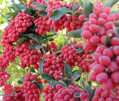 قیمت زرشک کوهی