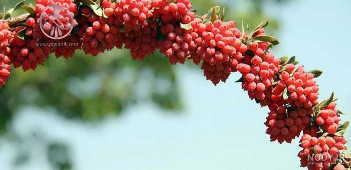 مضرات زرشک کوهی