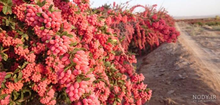 مضرات زرشک کوهی