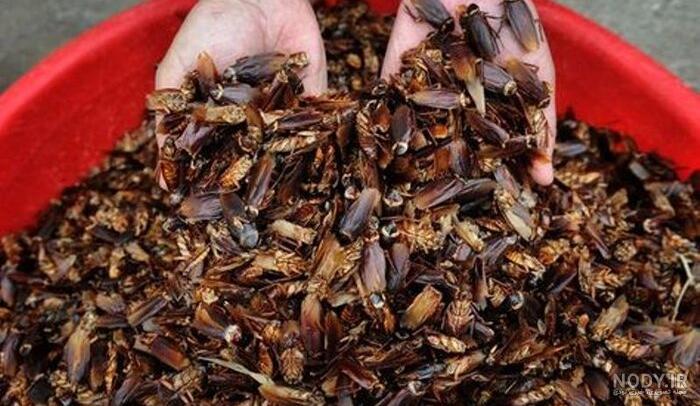 از بین بردن سوسک فاضلاب نی نی سایت از بین بردن سوسک فاضلاب نی نی سایت