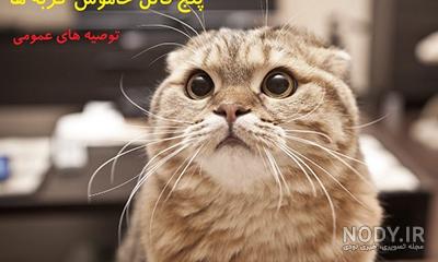 بیماری قلبی گربه پرشین