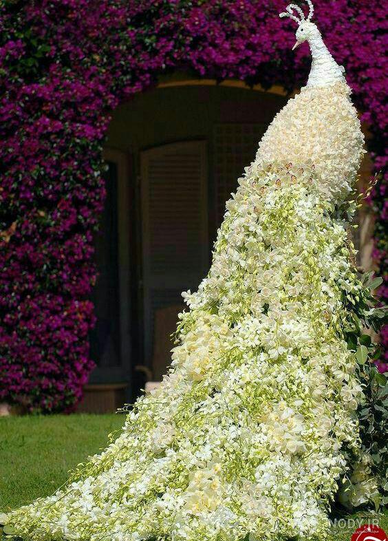 صفات طاووس