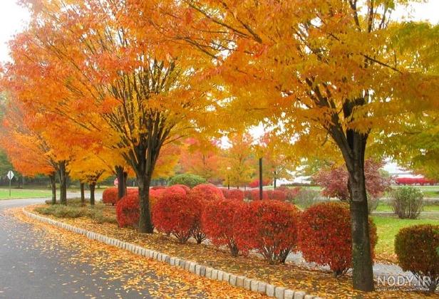 عکس برگ پاییزی برای پروفایل عکس برگ پاییزی برای پروفایل