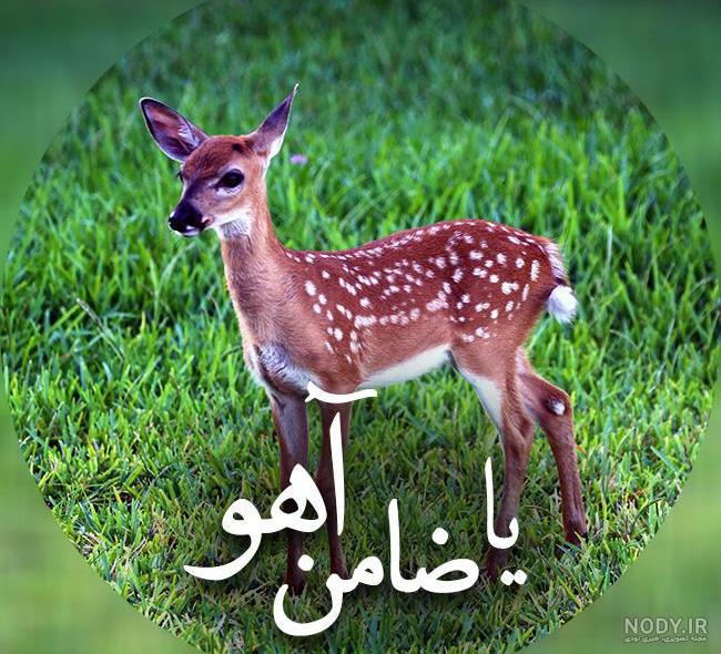 متن برای حرم امام رضا متن برای حرم امام رضا