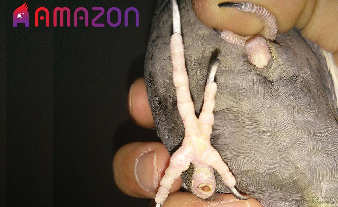 پای طاووس و چشم کلاغ