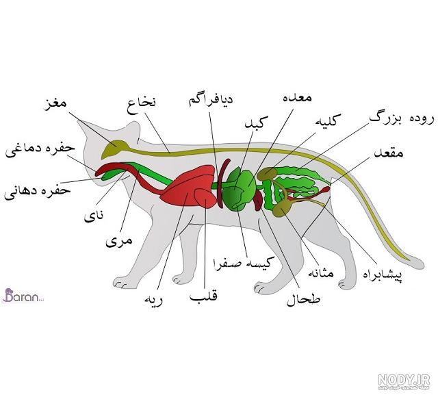 کشتن بچه گربه توسط گربه نر