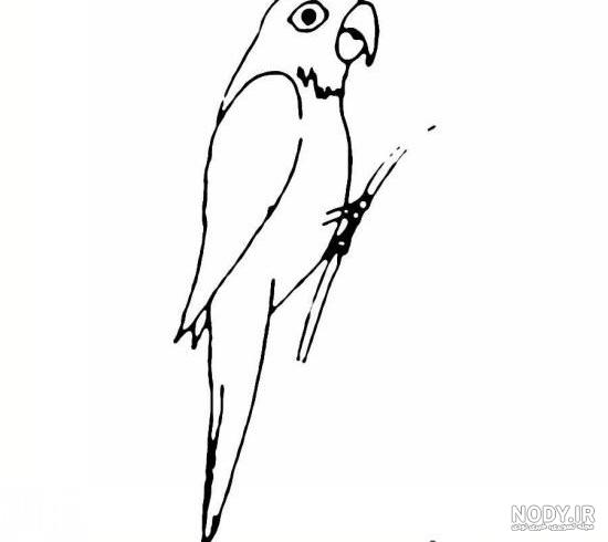  عکس طوطی نقاشی