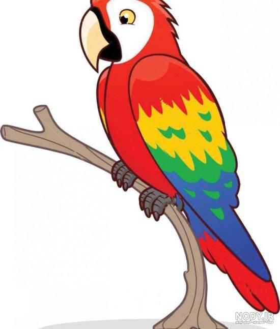  عکس طوطی نقاشی