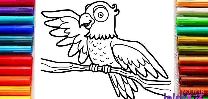  عکس طوطی نقاشی