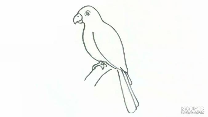  عکس طوطی نقاشی