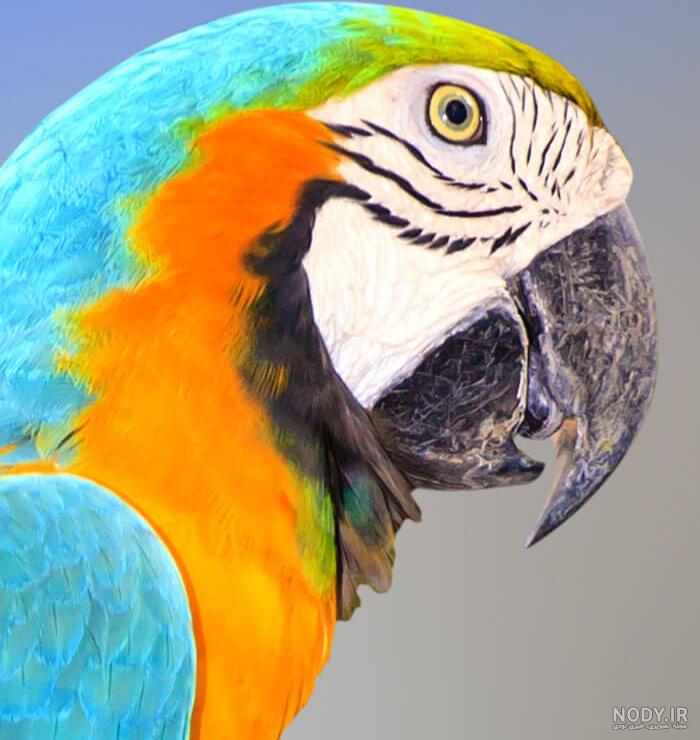  عکس طوطی نقاشی