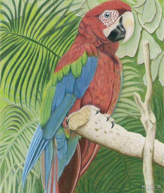  عکس طوطی نقاشی