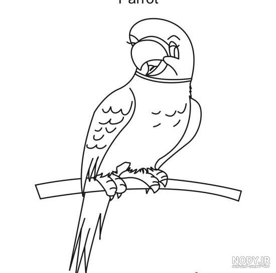  عکس طوطی نقاشی