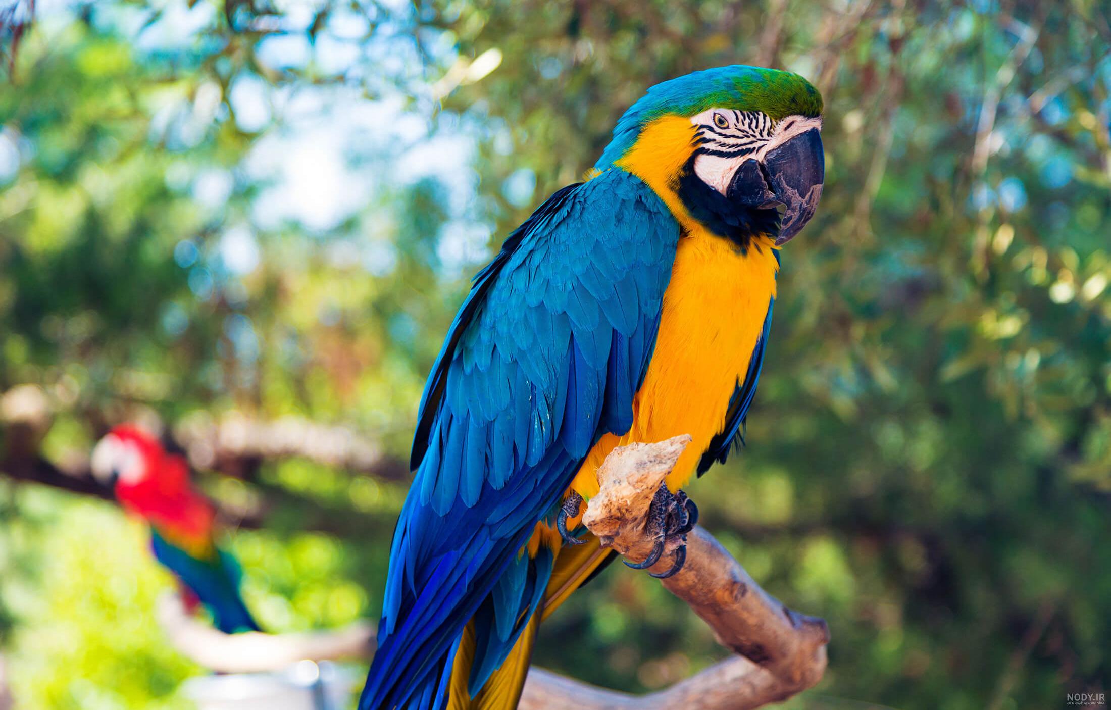  عکس طوطی نقاشی